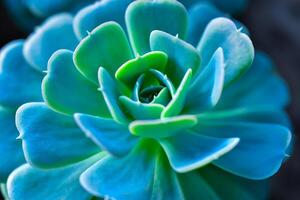 Close-up, succulent leaves of a succulent plant Echeveria sp. in a botanical garden collection photo