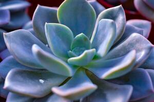 Close-up, succulent leaves of a succulent plant Echeveria sp. in a botanical garden collection photo