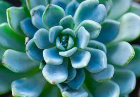 Close-up, succulent leaves of a succulent plant Echeveria sp. in a botanical garden collection photo