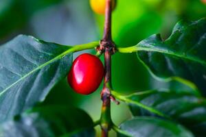 Close-up of a red fruit of a coffee tree in a botanical garden, Odessa photo