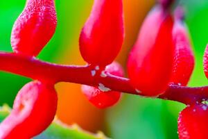 Mealybug - parasitic sucking insects on a red flower of a tropical plant photo