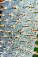 The thorny trunk of the tropical plant Pachypodium sp. in the greenhouse photo