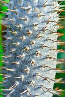 The thorny trunk of the tropical plant Pachypodium sp. in the greenhouse photo