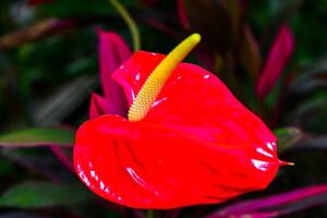 Anthurium tropical plant blooming with red flowers, close-up photo