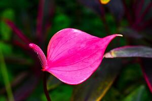 Anthurium tropical plant blooming with red flowers, close-up photo