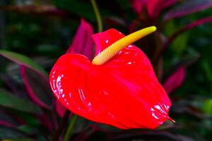 Anthurium tropical plant blooming with red flowers, close-up photo