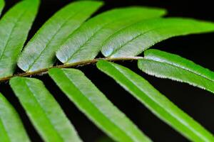 Close-up, fern leaf in the botanical garden collection, Odessa photo