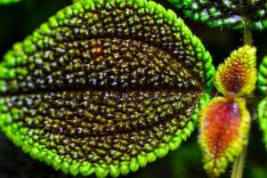 Pilea involucrata - ornamental plant with colored tuberous red-green leaves photo
