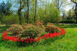 Red tulips blooming in spring in the garden, botanical garden in Odessa photo