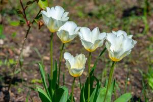 White tulips blooming in spring in the garden, botanical garden in Odessa photo