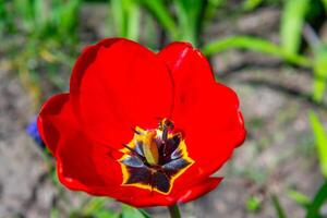 Close-up, Red tulips blooming in spring in the garden, botanical garden in Odessa photo
