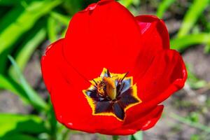 Close-up, Red tulips blooming in spring in the garden, botanical garden in Odessa photo