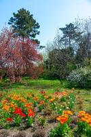 Japanese flowering cherry tree, Blooming sakura tree in the botanical garden photo