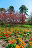 Japanese flowering cherry tree, Blooming sakura tree in the botanical garden photo