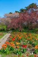 Japanese flowering cherry tree, Blooming sakura tree in the botanical garden photo