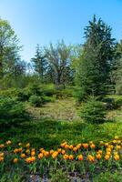 Yellow tulips blooming in spring in the garden, botanical garden photo
