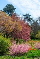 Sometimes called flowering plum or flowering almond Prunus triloba photo