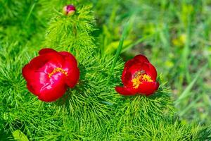 Paeonia tenuifolia Honey bees on the pink flowers of a tree peony collect honey and pollen photo