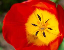 Close-up, Red tulips blooming in spring in the garden, botanical garden in Odessa photo