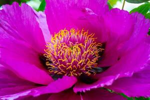 Close-up of tree peonies flowers in a garden in Odessa, Ukraine photo