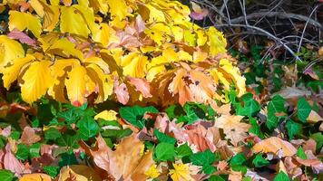 In autumn, beautiful yellow leaves on a tree branch and on ivy on the ground photo