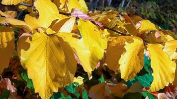 In autumn, beautiful yellow leaves on a tree branch and on ivy on the ground photo