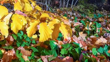 Beautiful yellow leaves on a tree branch and on ivy on the ground photo