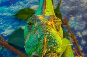 The veiled chameleon, cone-head Chamaeleo calyptratus photo