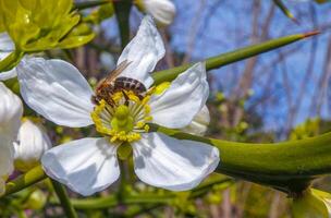 Honey bee collects nectar and pollen on white Poncirus flowers photo