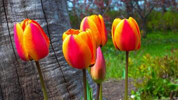Tulips and other colorful flowers bloom in spring in the botanical garden photo
