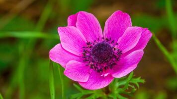 Windflowers Anemone is a genus of flowering plants in the buttercup family Ranunculaceae photo