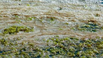 Dirty foam and rotting green algae near the shore in a salty hypertrophic lake in the Tiligul estuary photo