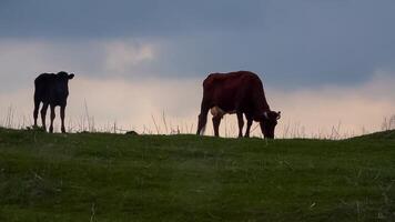 Silhouette of a grazing cow with a calf against the evening sky. photo