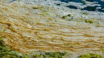 Dirty foam and rotting green algae near the shore in a salty hypertrophic lake in the Tiligul estuary photo