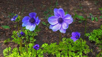 Windflowers Anemone is a genus of flowering plants in the buttercup family Ranunculaceae photo