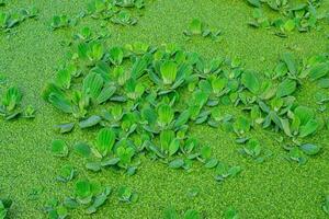 flotante acuático plantas pistia estratiotes entre lenteja de agua y wolffia en un estancado estanque foto