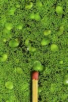 Match for scale, Spotless watermeal, rootless duckweed Wolffia arrhiza and duckweed Lemna turionifera in a stagnant freshwater pond photo