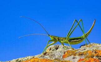 Predatory bush cricket, or the spiked magician Saga pedo, Orthoptera, largest endangered grasshopper in Europe, Red Book photo