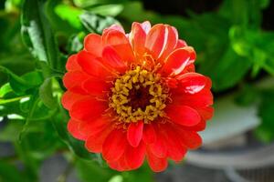 Close-up of a red flower with stamens and pistil photo