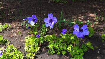 Windflowers Anemone is a genus of flowering plants in the buttercup family Ranunculaceae photo