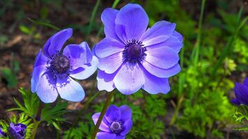 Windflowers Anemone is a genus of flowering plants in the buttercup family Ranunculaceae photo