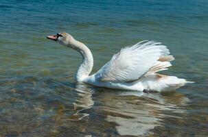 Mute swan Cygnus olor, swan swims near the shore in Tiligul estuary, ukraine photo