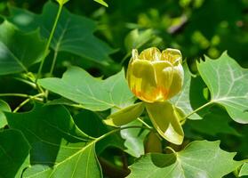 Liriodendron tulipifera - Yellow flowers on a background of green leaves photo
