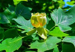 Liriodendron tulipifera - Yellow flowers on a background of green leaves photo