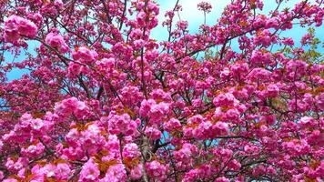 Blooming sakura tree in the botanical garden, Ukraine photo