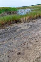 Blooming steppe coastal vegetation and cracked clay near coastal puddles on the bank of the Tiligul Estuary photo