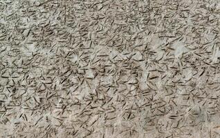 Traces of near-water birds on the muddy shore at low tide in the Tiligul Estuary photo