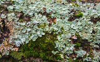 Lichens, moss and mushrooms on a rotten tree photo