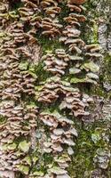 Lichens, moss and mushrooms on a rotten tree photo