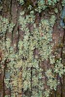 Lichens, moss and mushrooms on a rotten tree photo